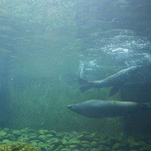 Seal and Penguin Coasts