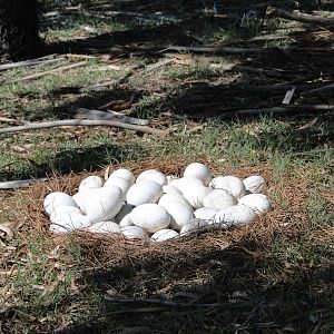 Greater Rhea False Eggs
