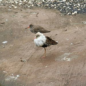 Ruff in breeding plumage