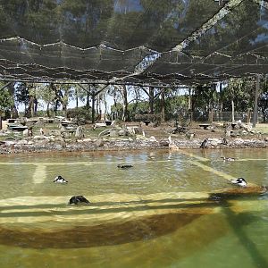 Magellanic and Rockhopper Penguin exhibit