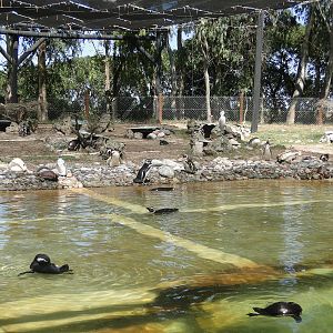 Magellanic and Rockhopper Penguin exhibit