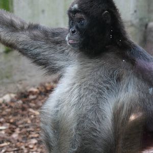 Variegated spider monkey