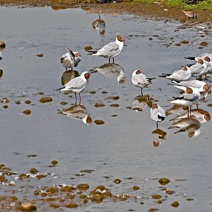 Black Headed Gulls