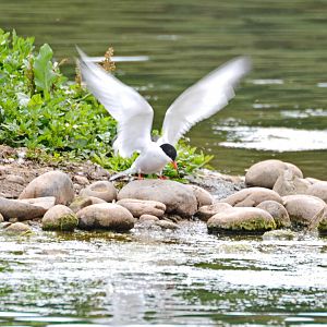 Common Tern