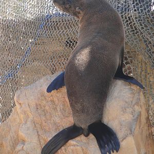 South American Fur Seal