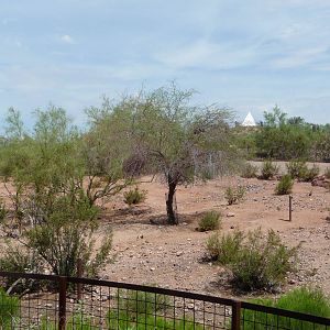 Phoenix Zoo - Arabian Oryx Exhibit