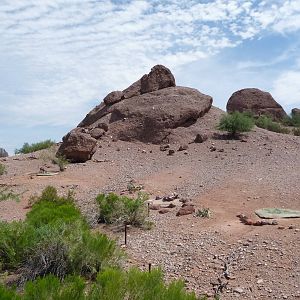 Phoenix Zoo - Desert Bighorn Sheep Exhibit