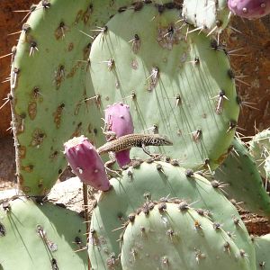 Phoenix Zoo - Arizona Trail