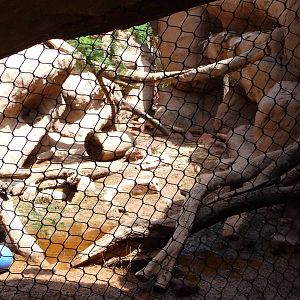 Phoenix Zoo - Arizona Trail