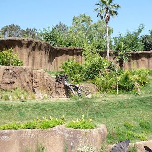 Los Angeles Zoo - Campo Gorilla Reserve