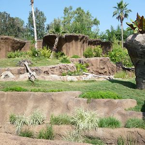 Los Angeles Zoo - Campo Gorilla Reserve