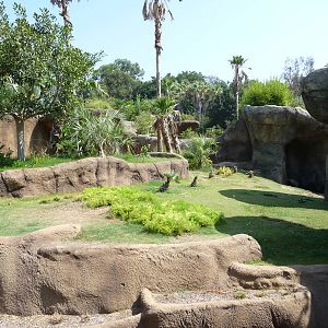Los Angeles Zoo - Campo Gorilla Reserve