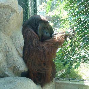 Los Angeles Zoo - Orangutan