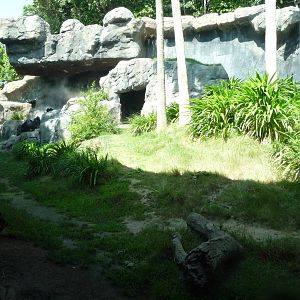 Los Angeles Zoo - Chimpanzee Exhibit