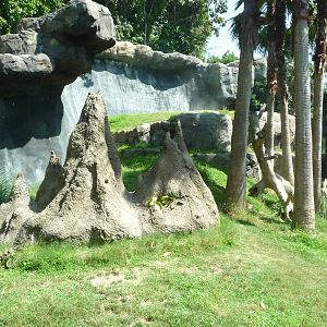 Los Angeles Zoo - Chimpanzee Exhibit