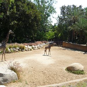 Los Angeles Zoo - Giraffe Paddock