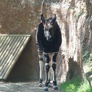 Los Angeles Zoo - Okapi