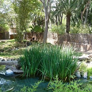 Los Angeles Zoo - Okapi Exhibit