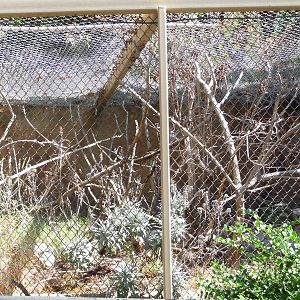 Los Angeles Zoo - Ring-tailed Lemur Exhibit