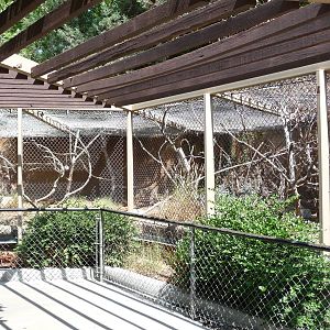 Los Angeles Zoo - Ring-tailed Lemur Exhibit