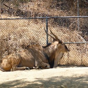 Los Angeles Zoo - Giant Eland