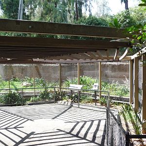 Los Angeles Zoo - C-Shaped Serval Exhibit