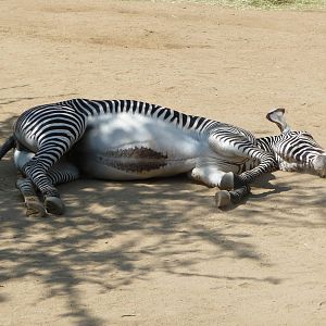 Los Angeles Zoo - Zebra