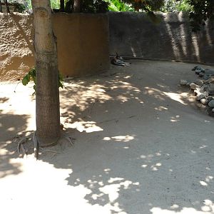 Los Angeles Zoo - Red Kangaroo Exhibit