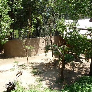 Los Angeles Zoo - Tammar Wallaby/Koala/Gray Kangaroo Exhibit
