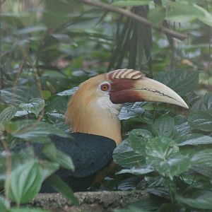Papuan hornbill