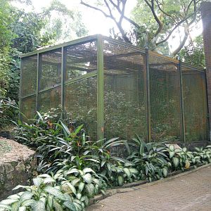 Luzon tarictic hornbill aviary