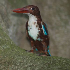 White breasted kingfisher