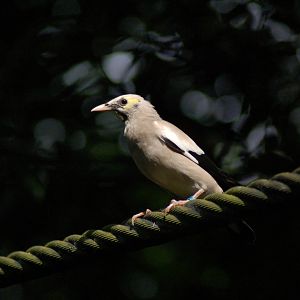 Wattled starling