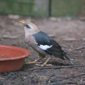 Vinous breasted starling