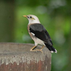 Vinous breasted starling