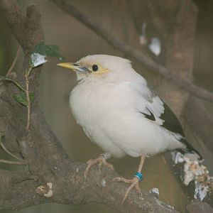 Black winged starling