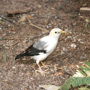 Black winged starling