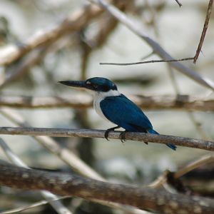 Collared kingfisher (Todiramphus chloris laubmannianus)