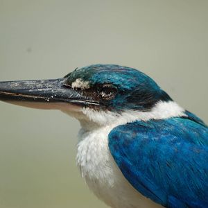Collared kingfisher (Todiramphus chloris laubmannianus)