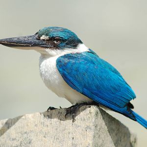 Collared kingfisher (Todiramphus chloris laubmannianus)