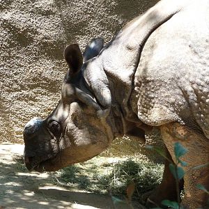 Los Angeles Zoo - Indian Rhino