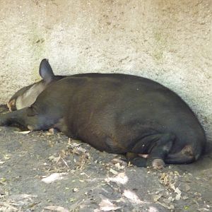 Los Angeles Zoo - Baird's Tapir
