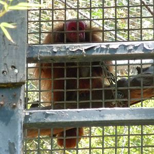 Los Angeles Zoo - Red Uakari