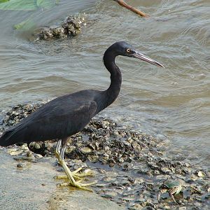 Pacific reef egret