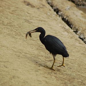 Pacific reef egret