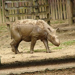 Bornean sumatran rhinoceros