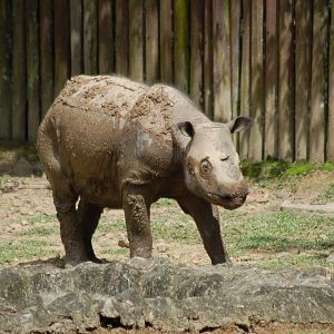Bornean sumatran rhinoceros