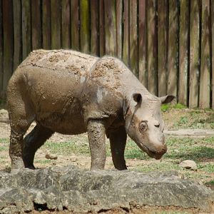 Bornean sumatran rhinoceros