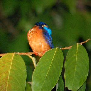 Blue eared kingfisher
