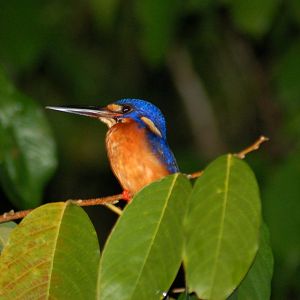 Blue eared kingfisher